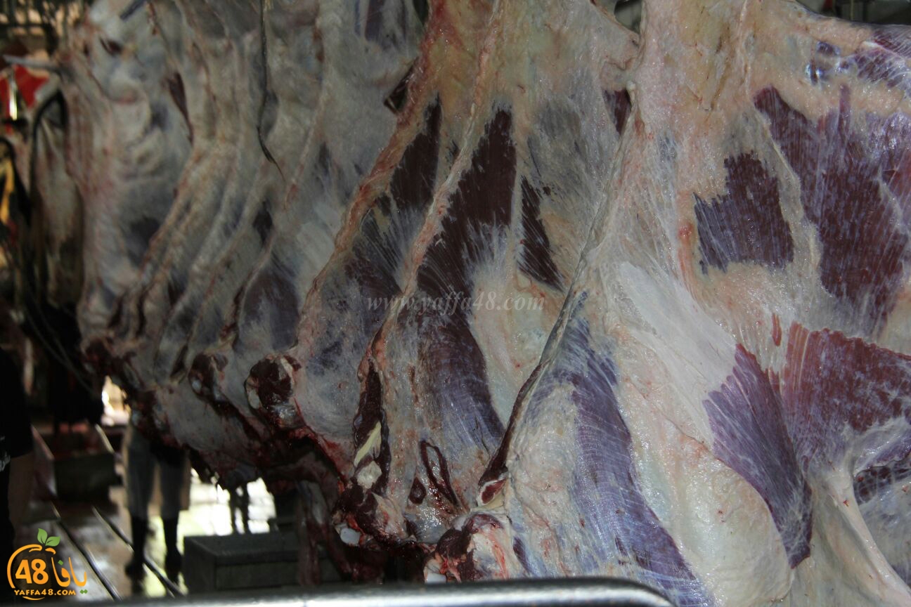 jam3iya yaffa 3ojolej (12).jpg